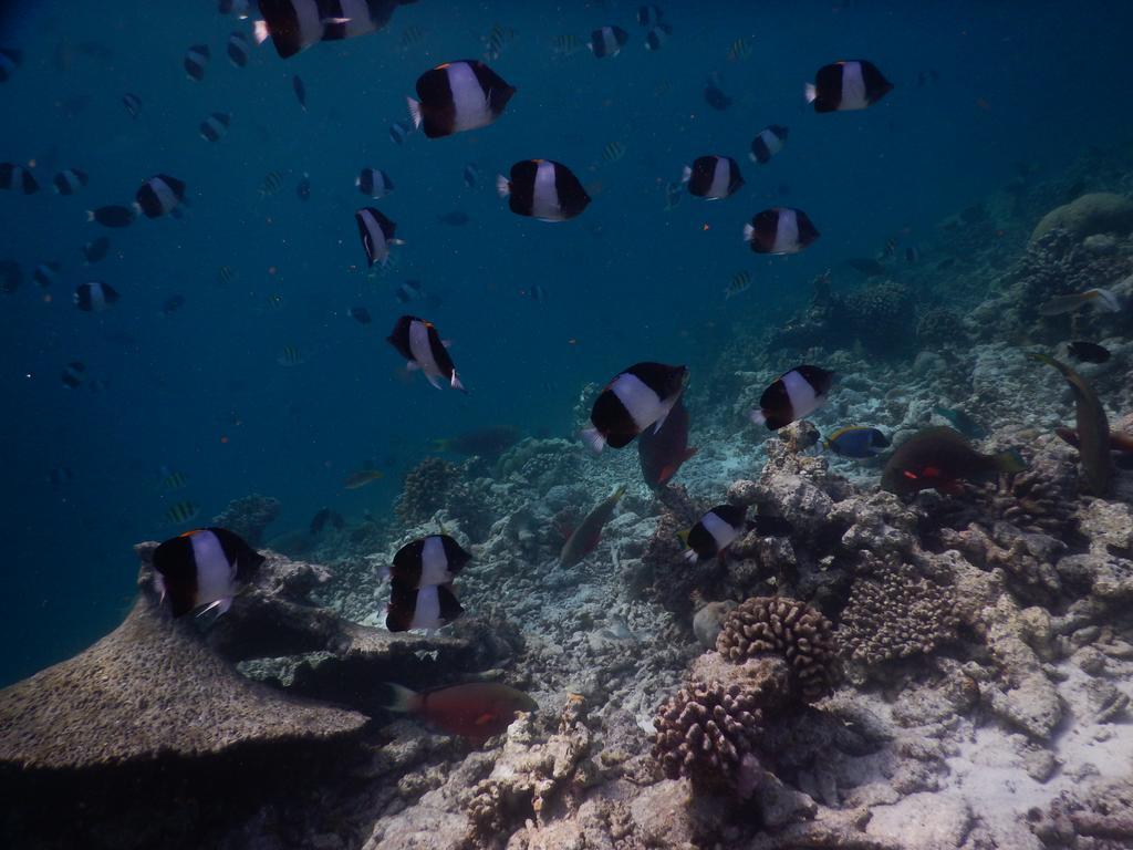 Rasdhoo Coralville Zewnętrze zdjęcie